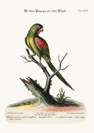 The little Red-winged Parrakeet, 1749-73 by George Edwards